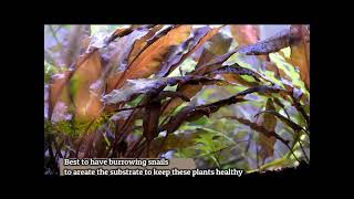 Red Aquarium Plant  Cryptocoryne undulata [upl. by Niatirb]