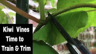 How To Grow A Kiwi Tree or Vine From Seed  14 Months [upl. by Monafo]