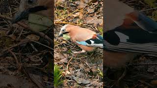 The Eurasian Jays Rasping Call  Bird Sounds shorts [upl. by Icaj100]