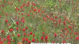 Indian Paintbrush Castilleja coccinea [upl. by Yam317]