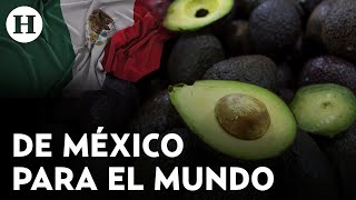 México es de los principales exportadores de fruta en el mundo [upl. by Jollanta720]