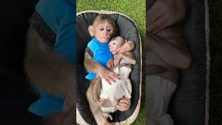 Sweet time baby shortvideo monkey hungry youtube cute animals funny [upl. by Spiers]