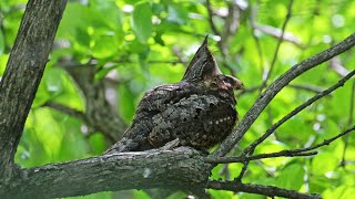 Antrostomus vociferus EASTERN WHIP POOR WILL rocks preens yawn 9087267 [upl. by Forta]