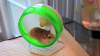 Robo dwarf hamster running in a wheel [upl. by Raphaela]