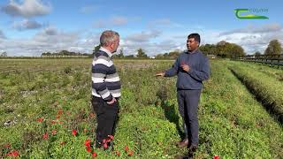 Collecting weed seed for herbicide resistance testing [upl. by Norling422]