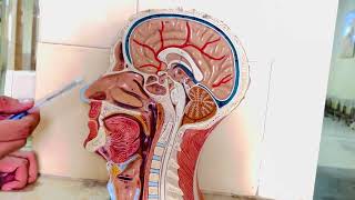 Head amp Neck Model Cross Section  Anatomy  MD [upl. by Abdel230]