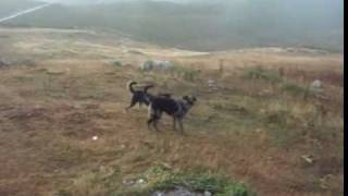 Cachorros de carea leonés y mastín en las montañas de Babia [upl. by Utas372]