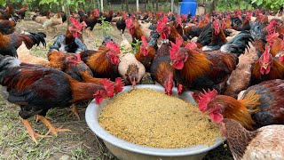 The process of raising native chickens from 1 day old to adulthood  chicken farm [upl. by Zaid]