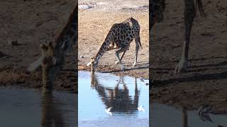 Giraffe In Etosha National Park [upl. by Meehyr975]