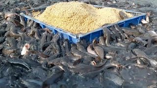 Catfish Farming In Cement Tank In Asiahybrid magur fish farming in india [upl. by Murvyn232]