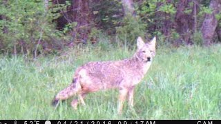 The Coywolf Eastern Coyote [upl. by Suitangi579]