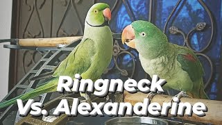 Alexandrine Vs Ringneck  Difference between Ringneck Parrot amp Alexandrine Parrot  Parrots Alyssa [upl. by Chandra]