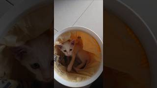 Kitten in basket kitten cats trending [upl. by Ardeha]