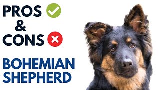 Bohemian Shepherd Pros and Cons  Chodsky pes Advantages and Disadvantages [upl. by Veriee]