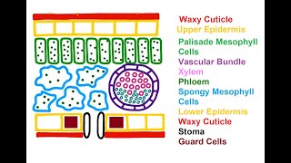 Internal Structure of a leaf [upl. by Deys]