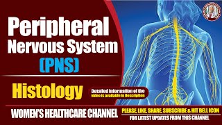 Peripheral Nervous System Histology [upl. by Wettam365]