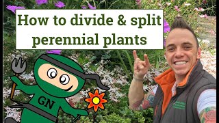 How to divide and split perennial plants [upl. by Asiruam]