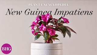 Everything You Need to Know About New Guinea Impatiens  Plant Encyclopedia  Better Homes amp Gardens [upl. by Ariel615]