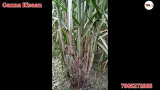 Pb434 sugarcane variety  Pb434 गन्ना वैरायटी  Ganna Kisaan [upl. by Marjorie]