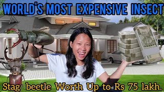 HOW TO BECOME RICH IN FEW DAYS 💰💰try this  Stag Beetle Is Worth Rs 75 Lakh [upl. by Nairrot]