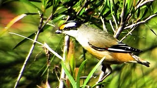 Striated Pardalote  pair making nest [upl. by Lorolla860]