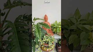 Entrance Makeover  Home Gardening Ideas  Samskara [upl. by Leahcam]