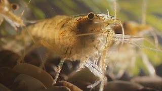 【HD】ミナミヌマエビの身づくろい Neocaridina Shrimp Grooming Itself [upl. by Nalad]