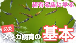 【静楽庵】きれいで健康なメダカを育てる秘訣とは！？メダカ飼育の基本について [upl. by Burger]