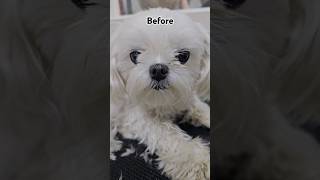 maltese grooming before amp after maltesegrooming atlantapetgrooming [upl. by Mayrim469]