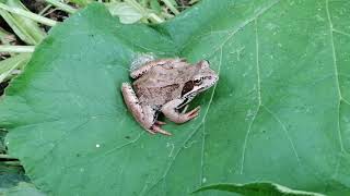 Frog jump from a leaf [upl. by Cher634]