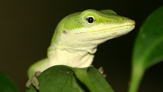 Feeding my Anole lizard [upl. by Eellah]