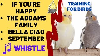 IF YOURE HAPPY THE ADDAMS FAMILY BELLA CIAO SEPTEMBER with WHISTLE  Cockatiel Parrot Practice [upl. by Eiramllij]