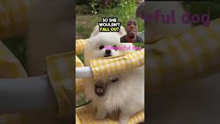 pomeranian dog automobile pets puppy hearttouching share comment like e [upl. by Joella272]