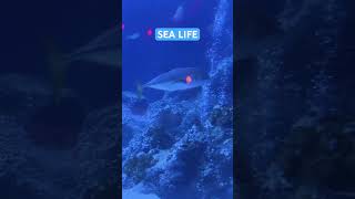 SEA LIFE OBERHAUSEN GERMANY THE BEST PLACE TO VISIT WITH FAMILY amongus [upl. by Yllehs]