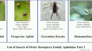 List of Insects of Order Hemiptera Family Aphididae Part 2 macrosiphoniella maple tropicalis Giant [upl. by Sjoberg]