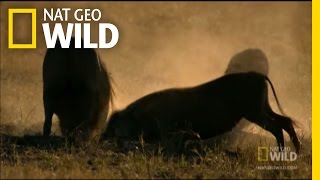 Surprise Lion Attack  Nat Geo Wild [upl. by Bekah577]