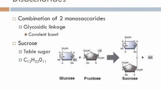 Biology 1 Lecture 5 Carbohydrates [upl. by Zetneuq]