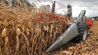 Opening Day of Picking Corn Harvest 2024 [upl. by Lekcar]