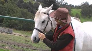 LightRider Bitless Bridle Fitting [upl. by Yila]