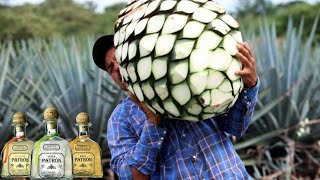 Como é feita a tequila [upl. by Karlin]