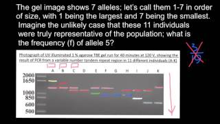 How to understand Gel Electrophoresis results 2 [upl. by Hsiri]