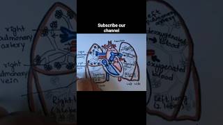 Draw a Pulmonary Circulation  Circulatory System biology biology12th mbbs shortviral [upl. by Oibaf845]