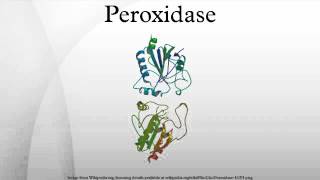 Peroxidase [upl. by Aniara]