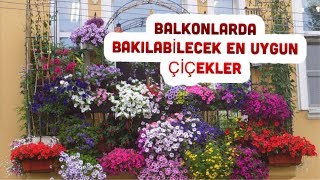 BALKONDA YETİŞTİRİLEBİLECEK EN GÜZEL ÇİÇEKLER HANGİLERİDİR [upl. by Darcia]