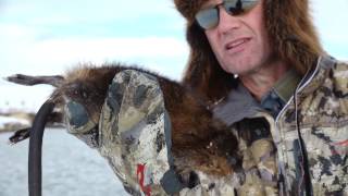 Muskrat Trapping with Randy Newberg Hunter  Trap Check Day [upl. by Etteloc258]