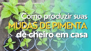 AULA 01  MOSTREI DE UMA VEZ POR TODAS COMO GERMINAR SEMENTES DE PIMENTA 🌱🌱 ASSISTA ATÉ O FINAL [upl. by Leamaj]