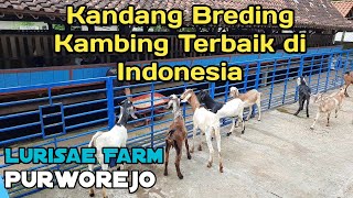 Kandang Breding kambing Terbaik di Indonesia [upl. by Chretien]