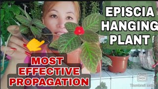 Episcia Hanging PlantMost Effective PropagationGee Channel [upl. by Francisco187]