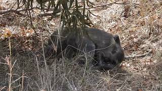 Monkeys on site At Mabula Game Lodge 2 [upl. by Edyth544]