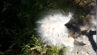 Milkweed blowing in the wind [upl. by Holmann]